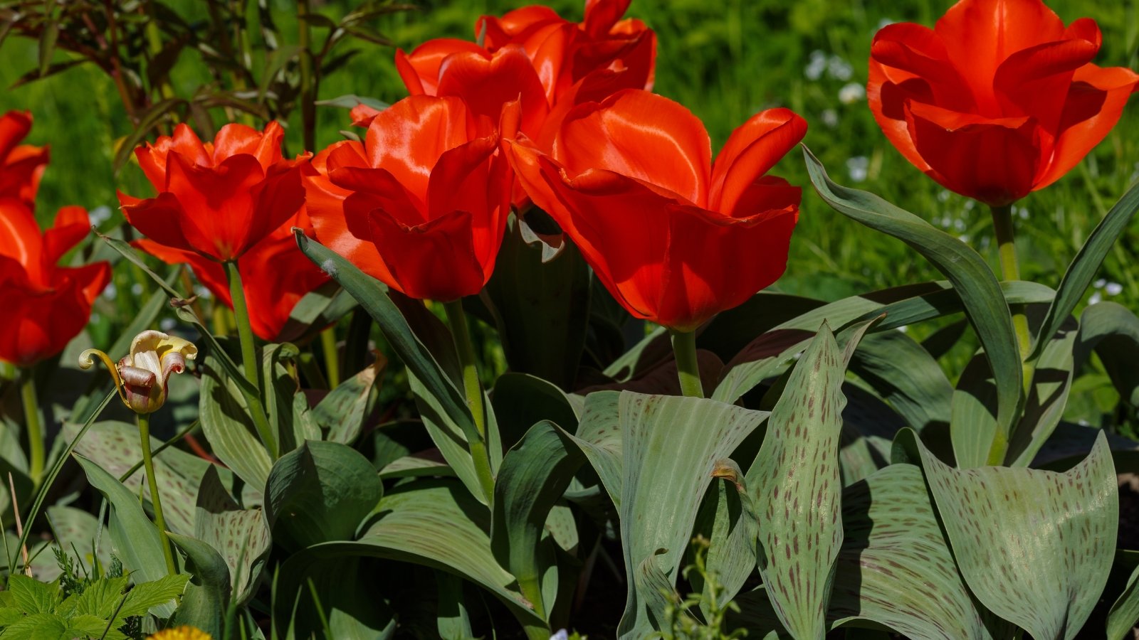 Vibrant red, goblet-shaped flowers open wide against a backdrop of slender, elongated green leaves with a slightly waxy texture.