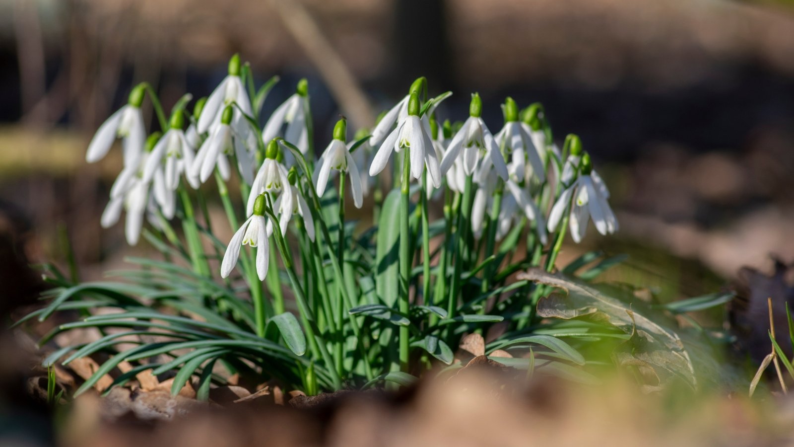 Graceful, drooping white flowers with outer petals forming a teardrop shape emerge from narrow, green foliage.