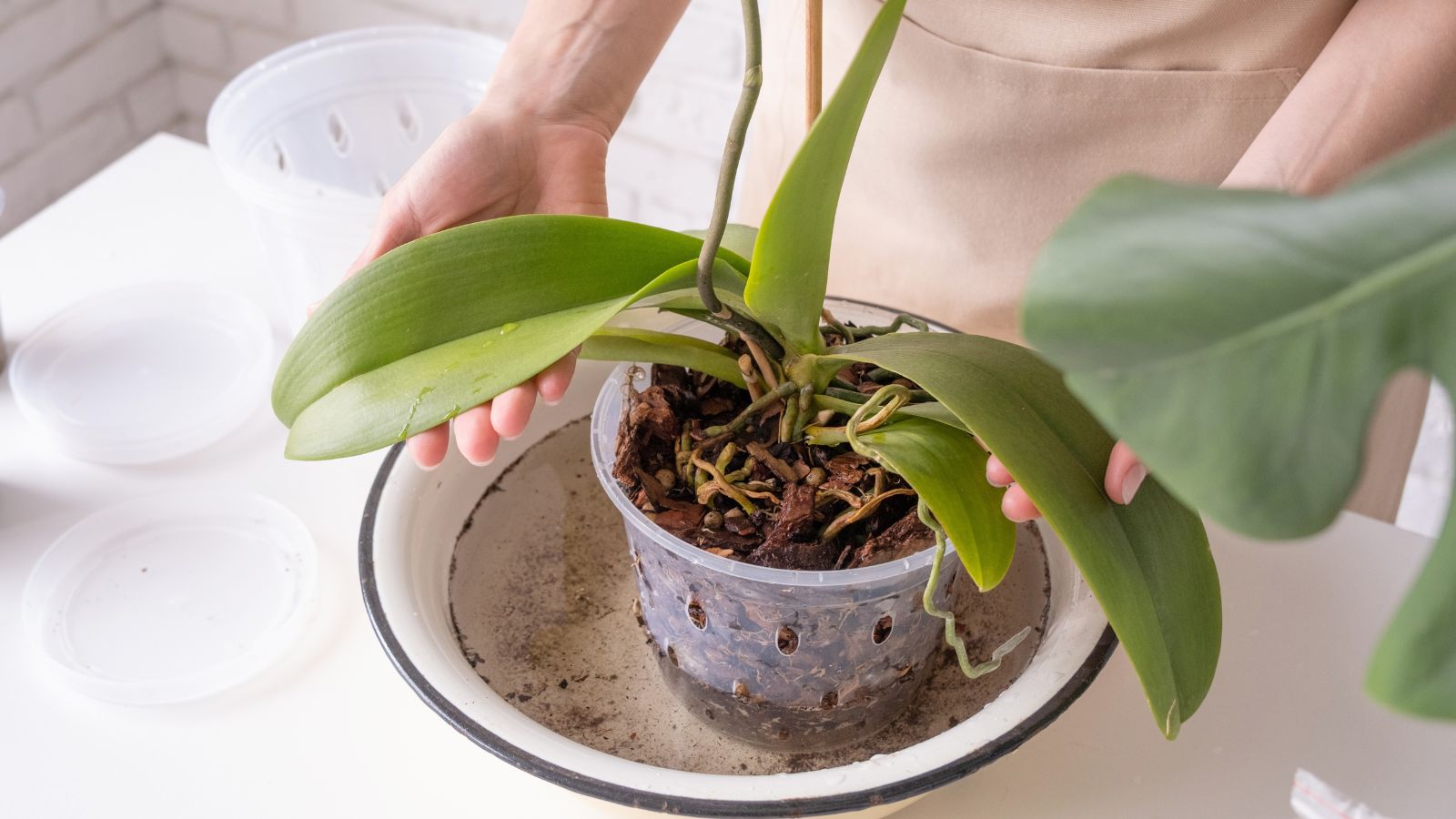 A person soaking a potted plant in some water, in a ceramic bowl, placed on a white and shiny table in a sunny area