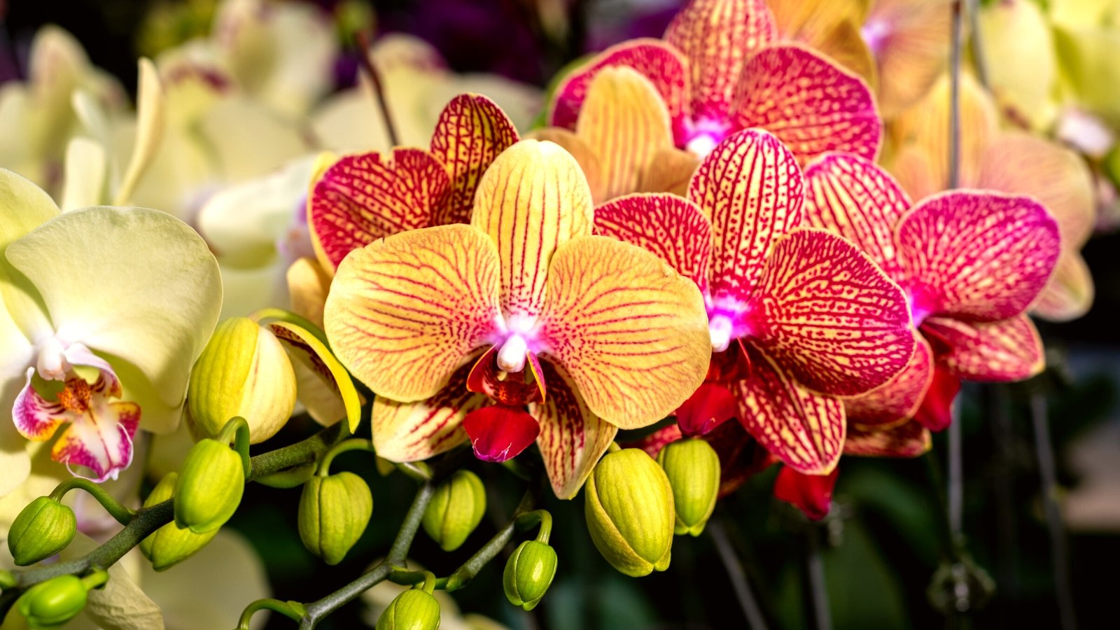 A vibrant display of orchid flowers captures attention with a mix of fiery orange and red hues, adorned with intricate veins. Surrounding them are delicate yellow blooms, complementing the main spectacle, while promising orchid bulbs await their turn to blossom.