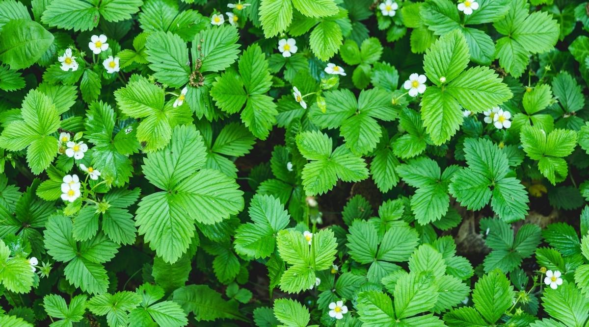 Fragaria vesca