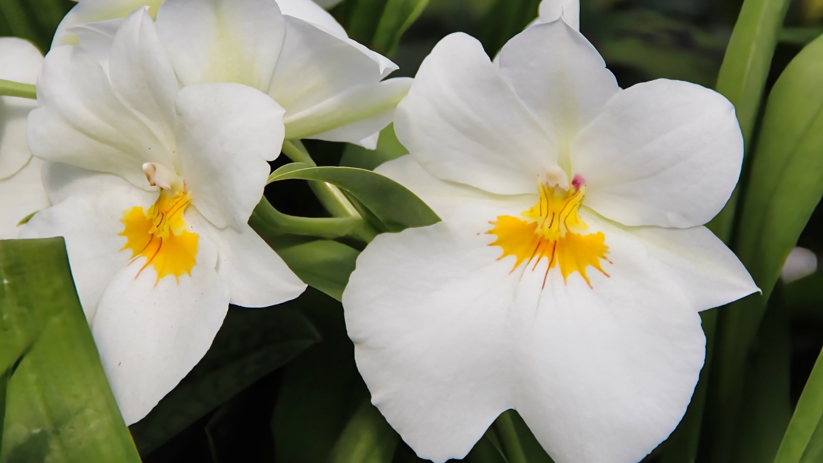 Two large, white, flat-faced flowers with bright yellow centers and slightly ruffled edges appear against dark green foliage, creating a striking contrast.