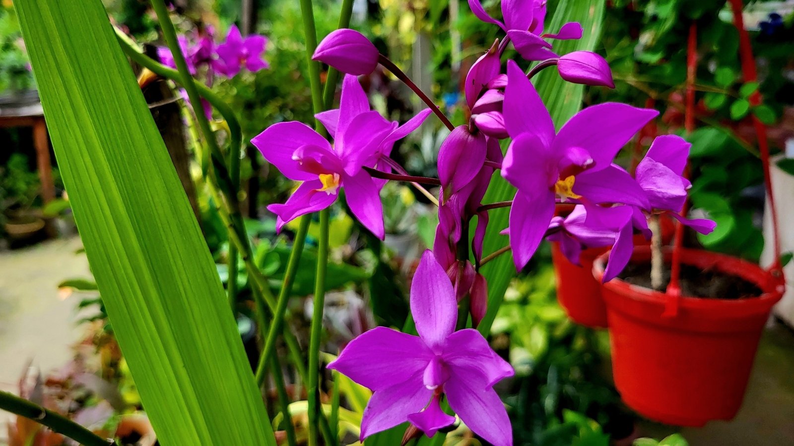 A vibrant cluster of deep purple flowers, each with delicate, curved petals and intricate yellow centers, blooms above large, lance-shaped leaves.