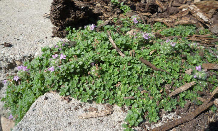 Thyme creeping out onto concrete