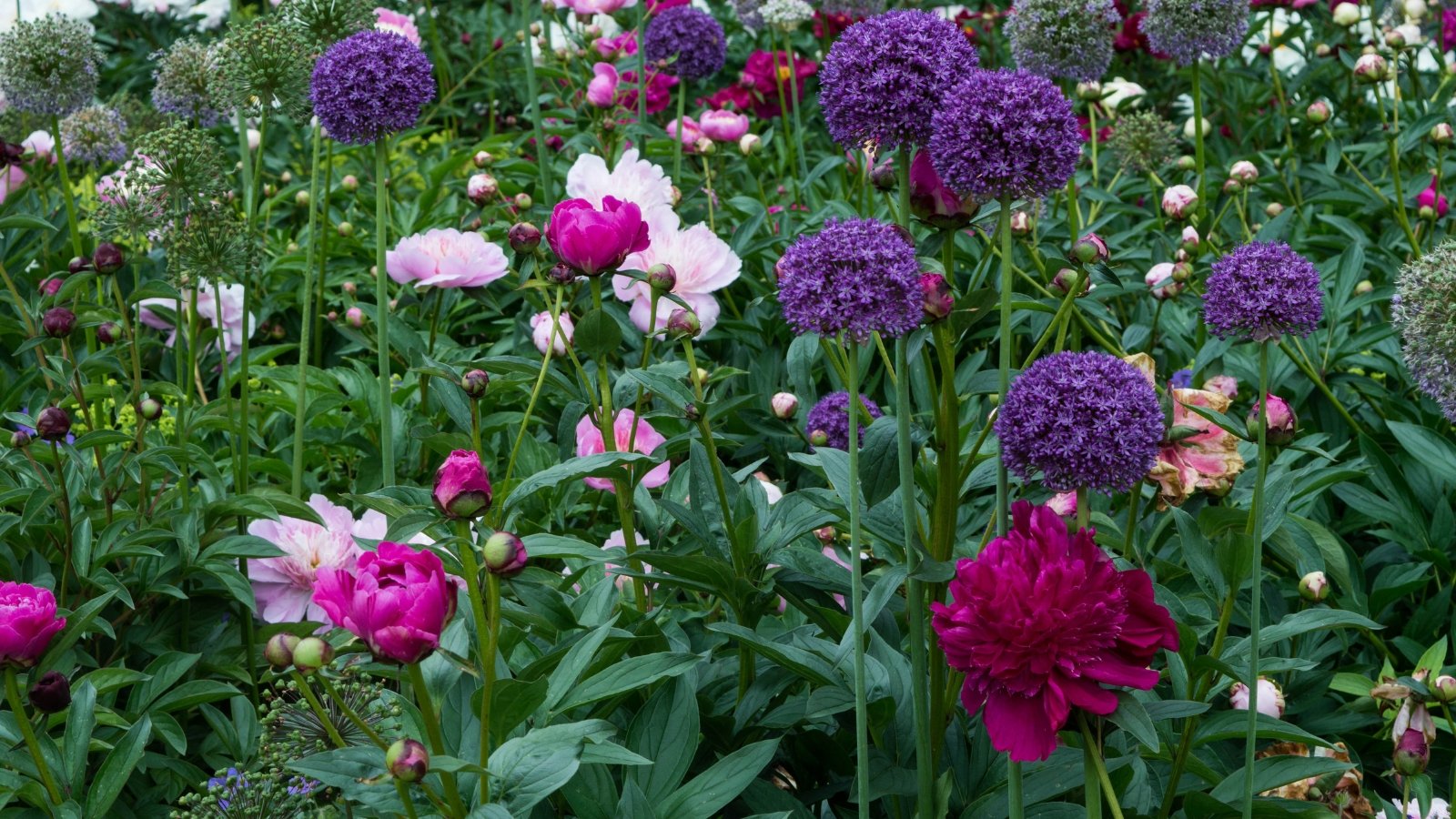 Tall stalks topped with large, round clusters of purple florets, growing alongside pink and white blossoms in a green, leafy bed.