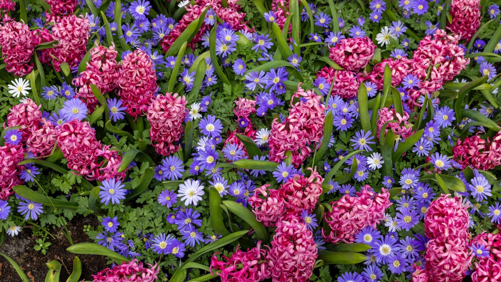 Bright pink, tightly-packed blooms surrounded by small blue and purple flowers, forming a vibrant, dense floral bed.