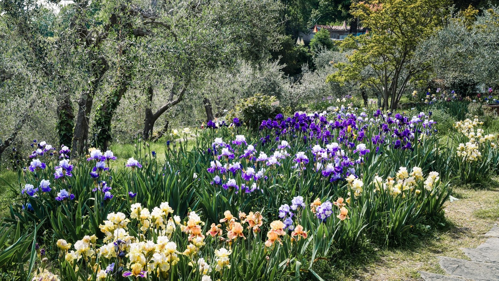 A garden scene featuring soft pastel-colored blooms, with shades of white, peach, lavender, and blue, framed by tall green stems.