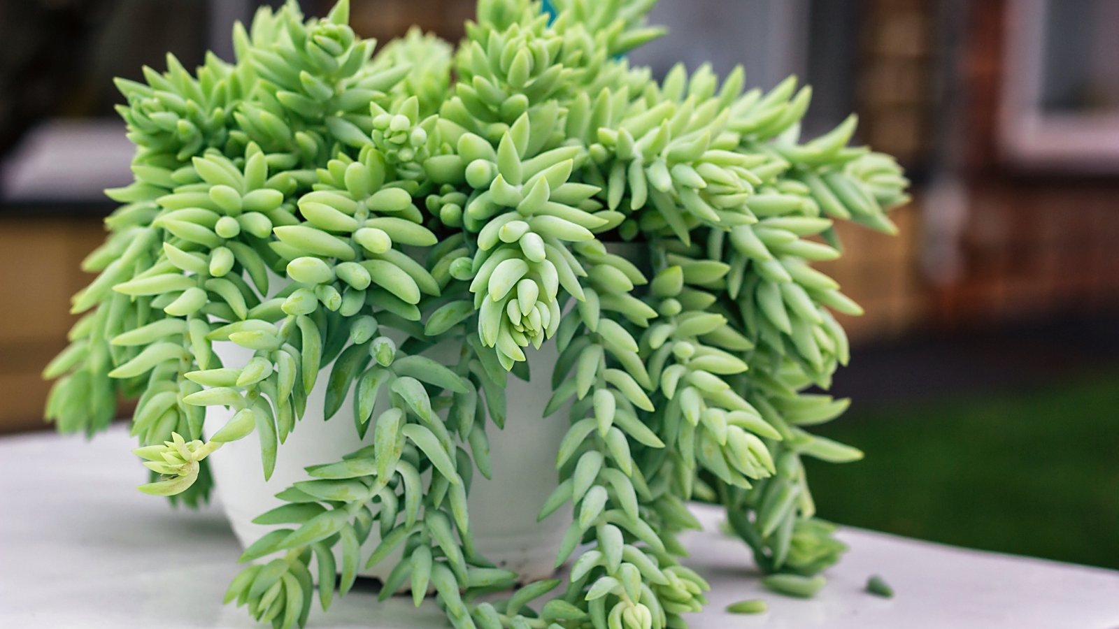 A cascading burro’s tail succulent with plump, bead-like green leaves drapes elegantly from the edges of a white planter.