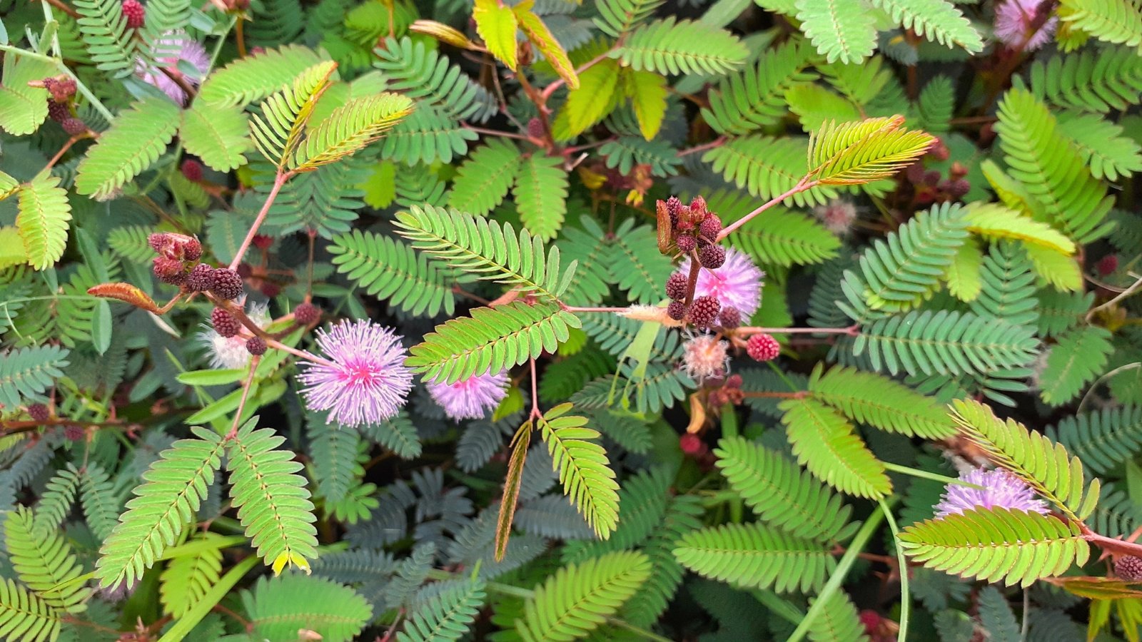 This sensitive plant features compound, fern-like leaves that fold inward when touched and small, pink ball-like flowers.