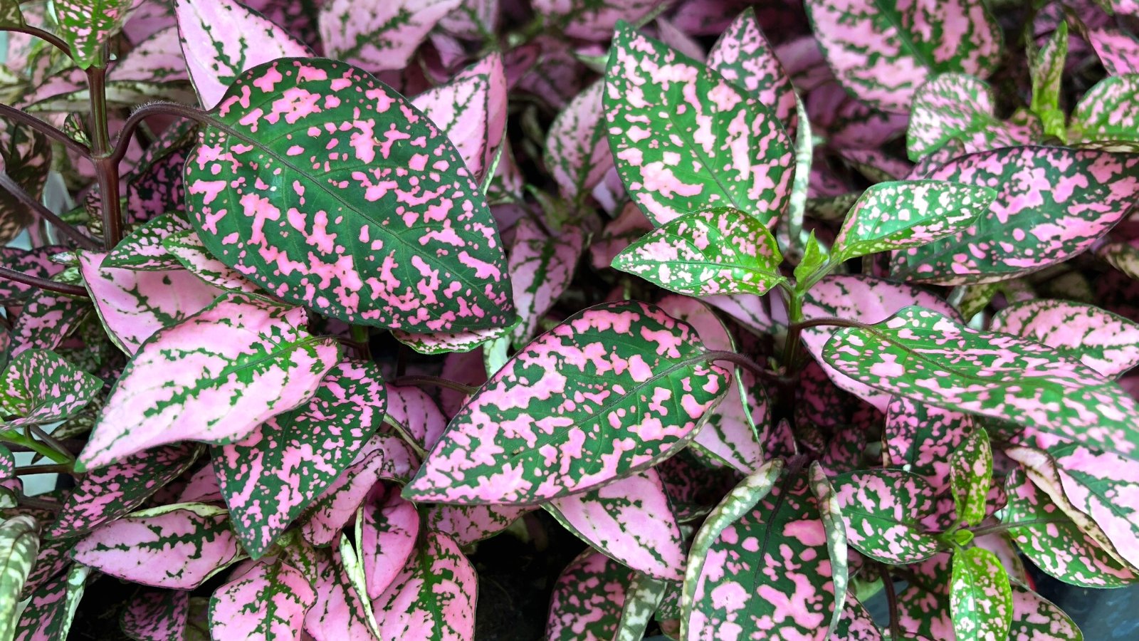 A close-up of polka dot leaves, their lush texture inviting touch and exploration. Speckled with shades of green and pink, they create a lively mosaic, a delightful blend of natural hues that captivates the eye with its playful charm.