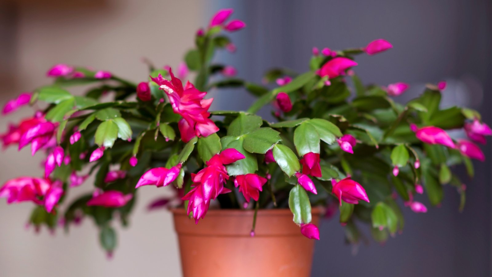 Vibrant violet flowers bloom on a Christmas cactus, gracefully spilling over the edges of its brown pot. The lush greenery of the plant adds a touch of freshness to any indoor space.