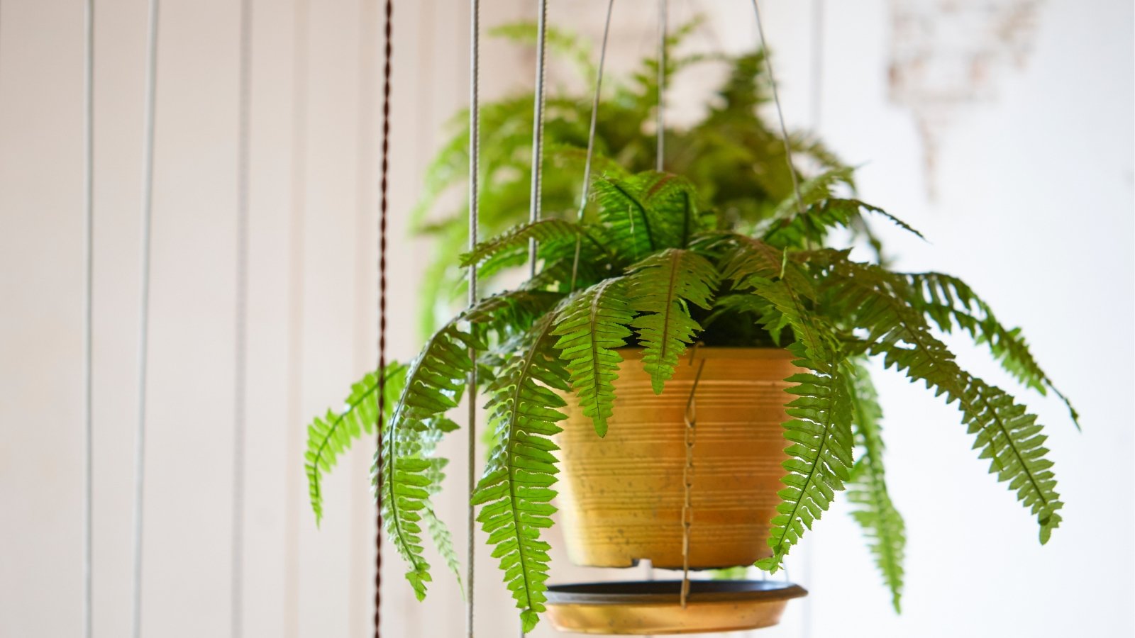 A brown hanging pot contains a lush Boston fern, its fronds cascading gracefully. In the blurred background, another Boston fern thrives in its own hanging pot, adding depth to the verdant scene.