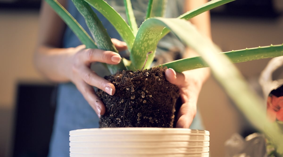 Close-up of a woman transplanting aloe into pot indoors. The plant forms a rosette of succulent, elongated, lanceolate-shaped green leaves with small spines along the edges. The pot is ceramic, beige in color with horizontal textured stripes.