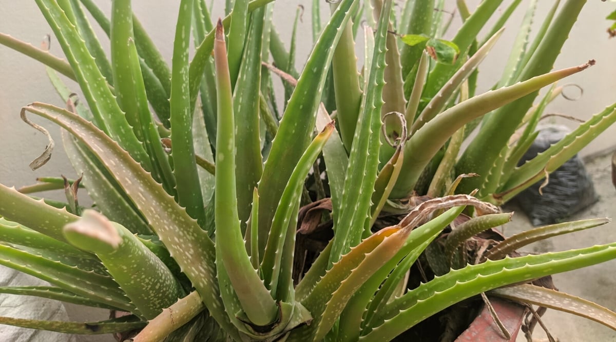 Close-up of aloe vera with leaves damaged by cold in a large pot outdoors. Aloe vera plants are characterized by their distinctive rosette formation of thick, succulent leaves that grow upward from the base. The leaves are lance-shaped, fleshy, and serrated along the edges. They are pale green in color with pinkish-yellow hues due to exposure to cold temperatures.