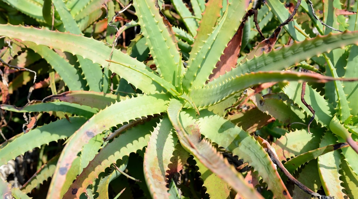 Close-up of an Aloe Vera plant with sunburn due to overexposure to direct sun. The plant forms a rosette of elongated, fleshy, lance-shaped green leaves. Damaged areas of leaves include orange, yellow and pink hues.