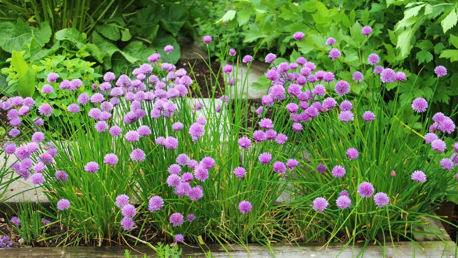 A wide patch of small, spherical purple blossoms covers the garden floor, their slender stalks emerging from a sea of green foliage.