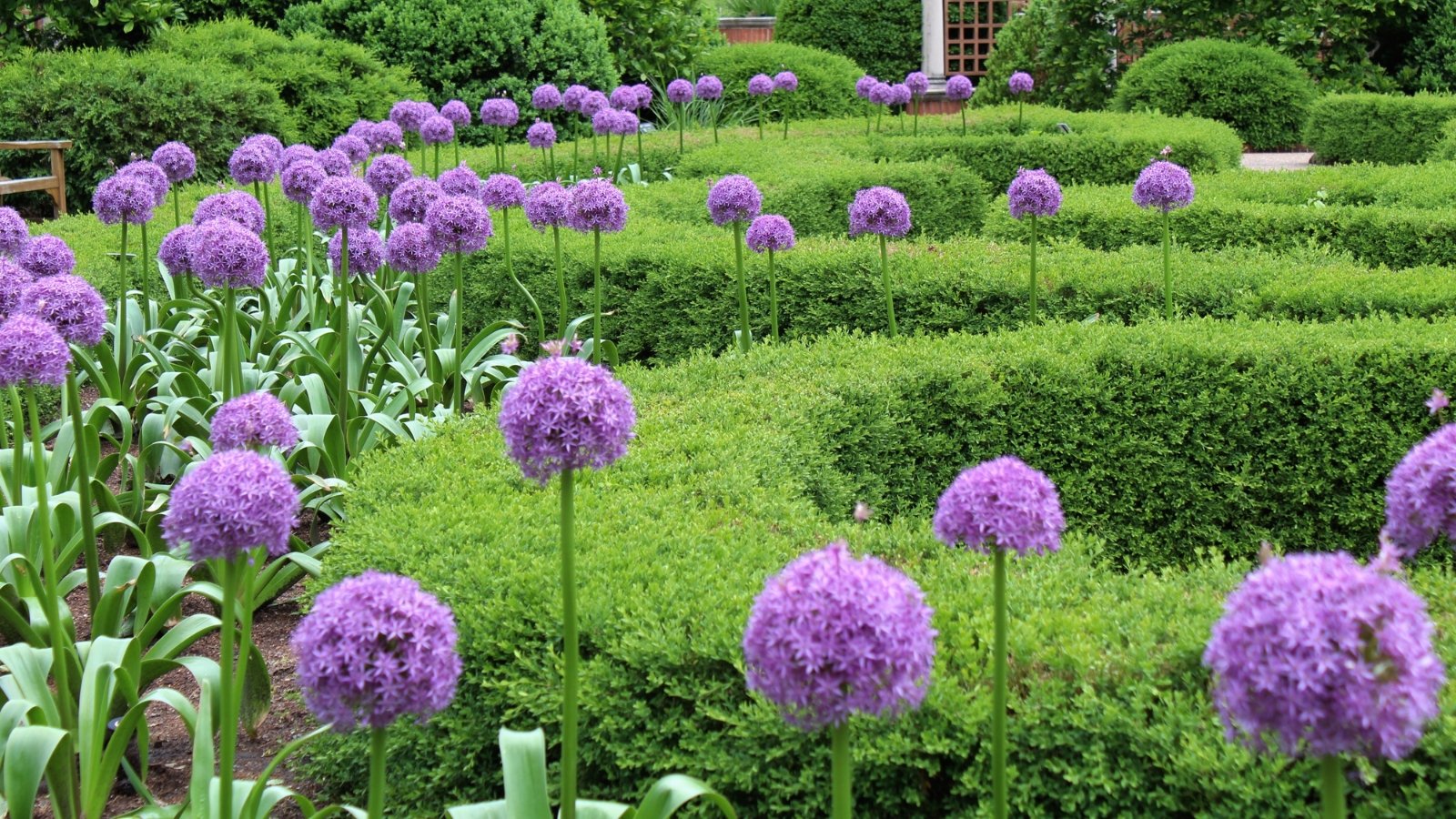 Huge purple, globe-shaped blossoms rise above a well-manicured garden of lush green foliage, creating a dramatic visual contrast.