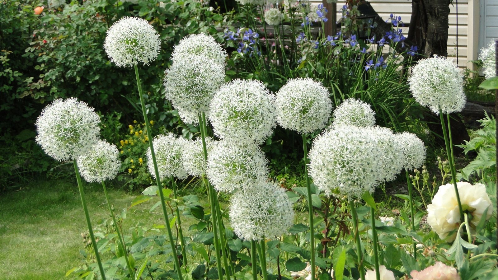 A collection of large, spherical white blossoms towers above a green garden bed, creating a stark contrast with the surrounding lush greenery.