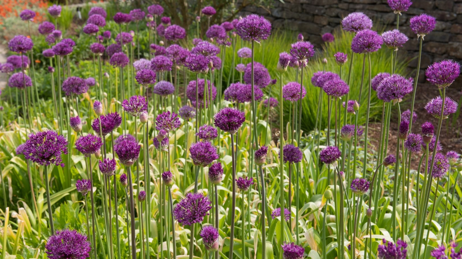 Dozens of tall, thin stalks topped with spherical purple flower heads rise from the ground, forming a dense cluster in a bright, sunny garden.