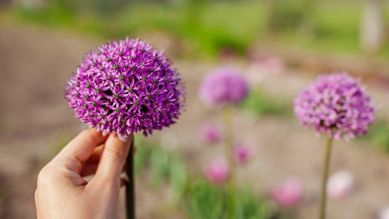 A hand holds a large, round purple flower head, with its tiny individual florets visible, set against a softly blurred garden background of similar blooms.