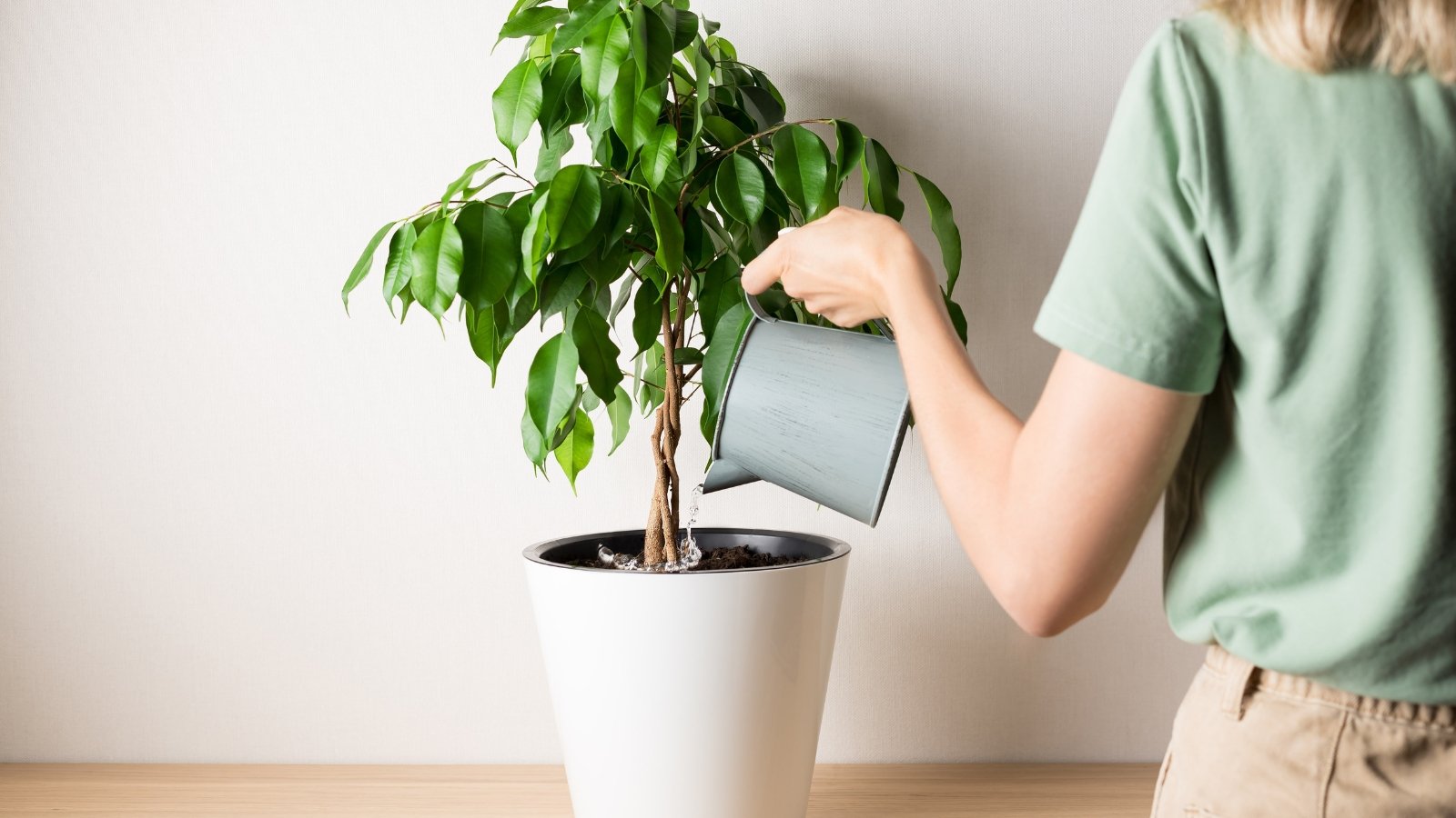 A person wearing a light green shirt waters a tall, lush plant with broad leaves, using a silver watering can, in a minimally decorated indoor space.