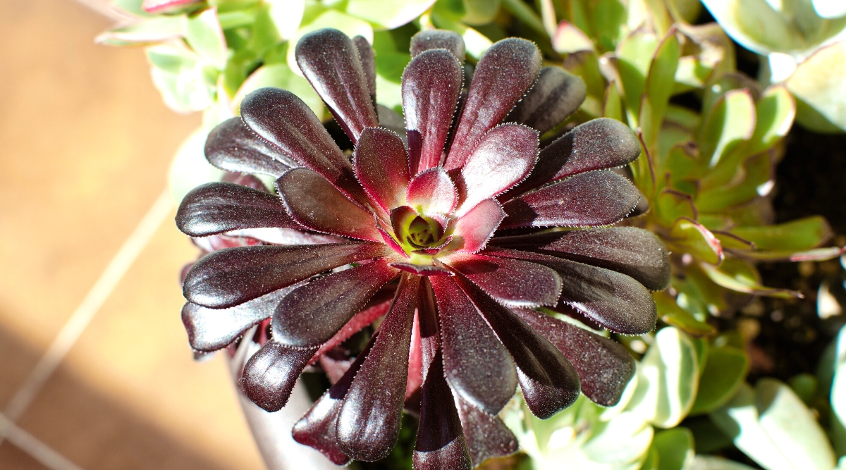 Close-up of Aeonium arboreum 'Zwartkop' in a large clay pot under sunlight. Commonly known as Black Rose, is a striking succulent with a distinctive and dramatic appearance. This cultivar is renowned for its rosettes of dark, almost black, burgundy to deep purple leaves. The leaves are spoon-shaped and dense, architectural clusters at the ends of branched stems.