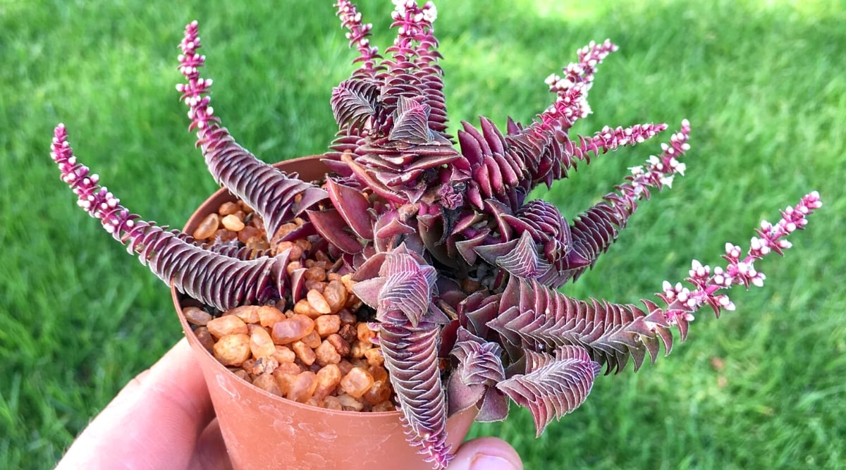 Close-up of Crassula capitella var. thyrsiflora 'Pagoda Village' in a small pot in a man's hand, against a background of green grass. This cultivar forms dense clusters of tightly packed, triangular leaves that stack up along stems, resembling miniature pagodas. The leaves have a reddish-purple hue due to exposure to the sun.