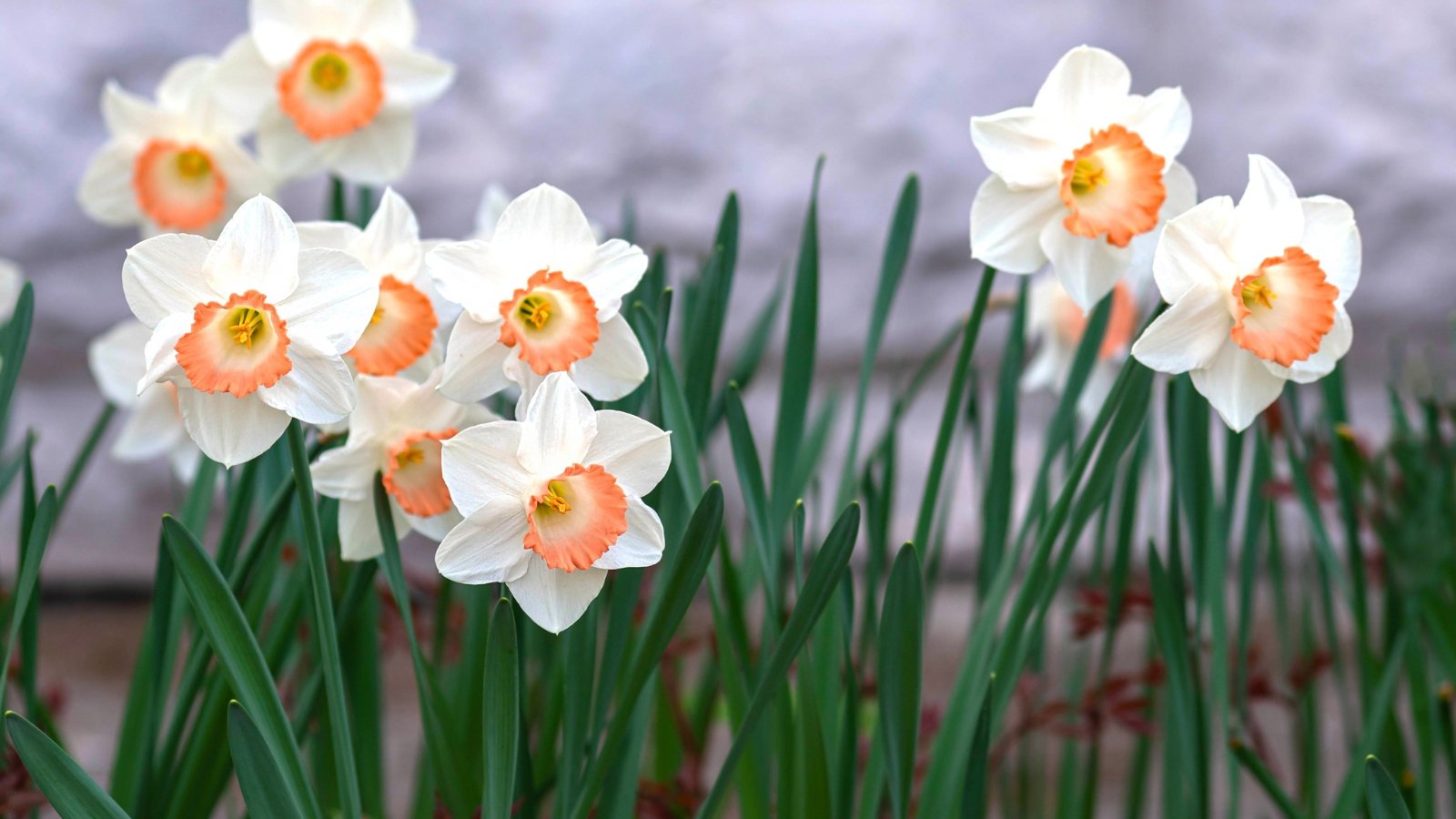 The ‘Pink Charm’ features elegant, trumpet-shaped flowers with soft white petals surrounding a creamy pink center, complemented by slender, grassy green leaves that arch gracefully from the base.
