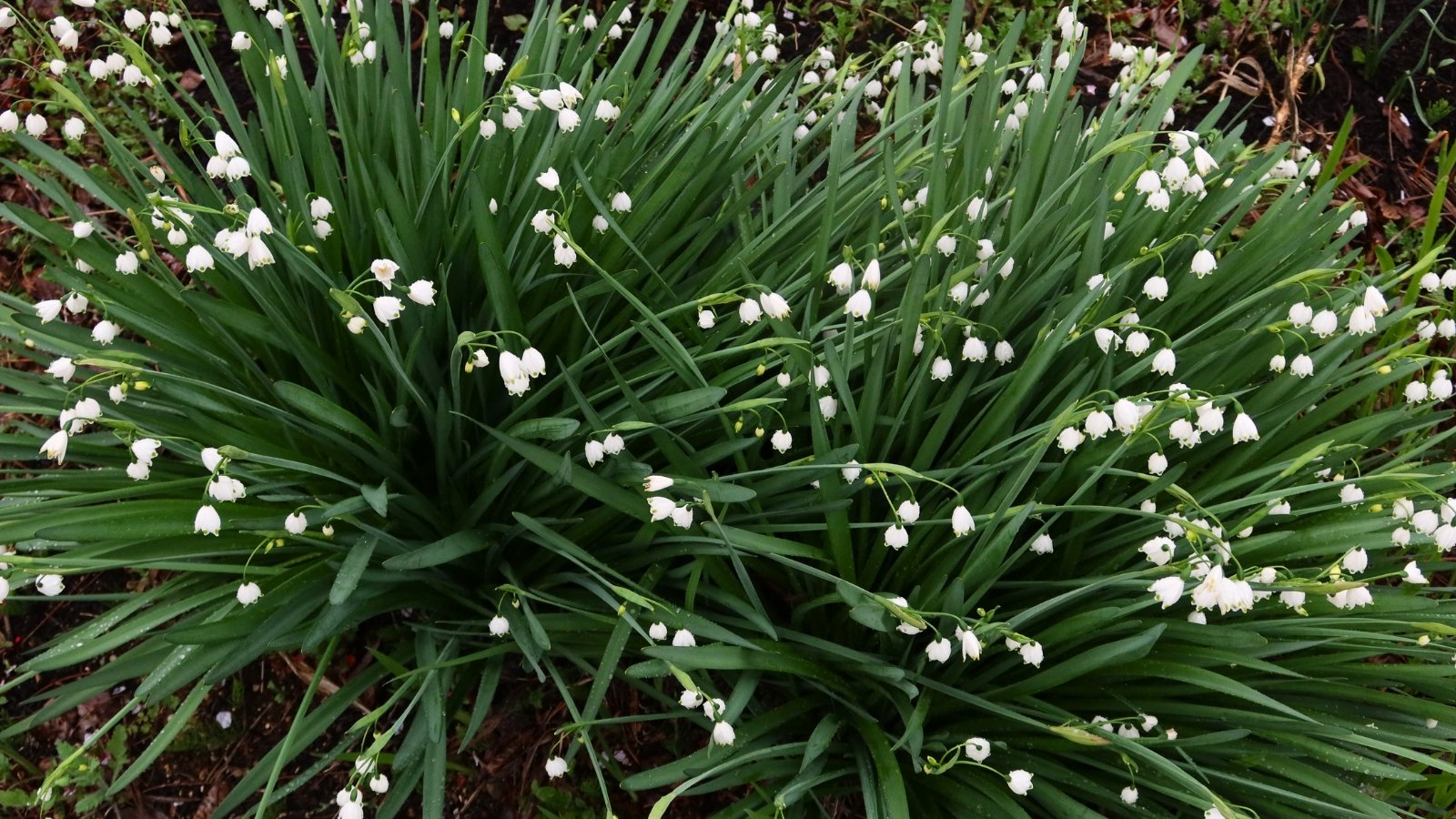 Delicate white flowers with green-tipped petals dangle gracefully from slender stems above lush, elongated leaves.
