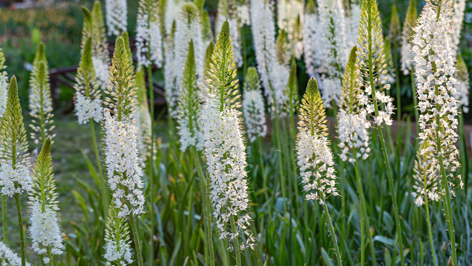 Tall, slender stalks adorned with tightly packed, tubular white flowers, accompanied by lush, lance-shaped green leaves that form a rosette at the base.
