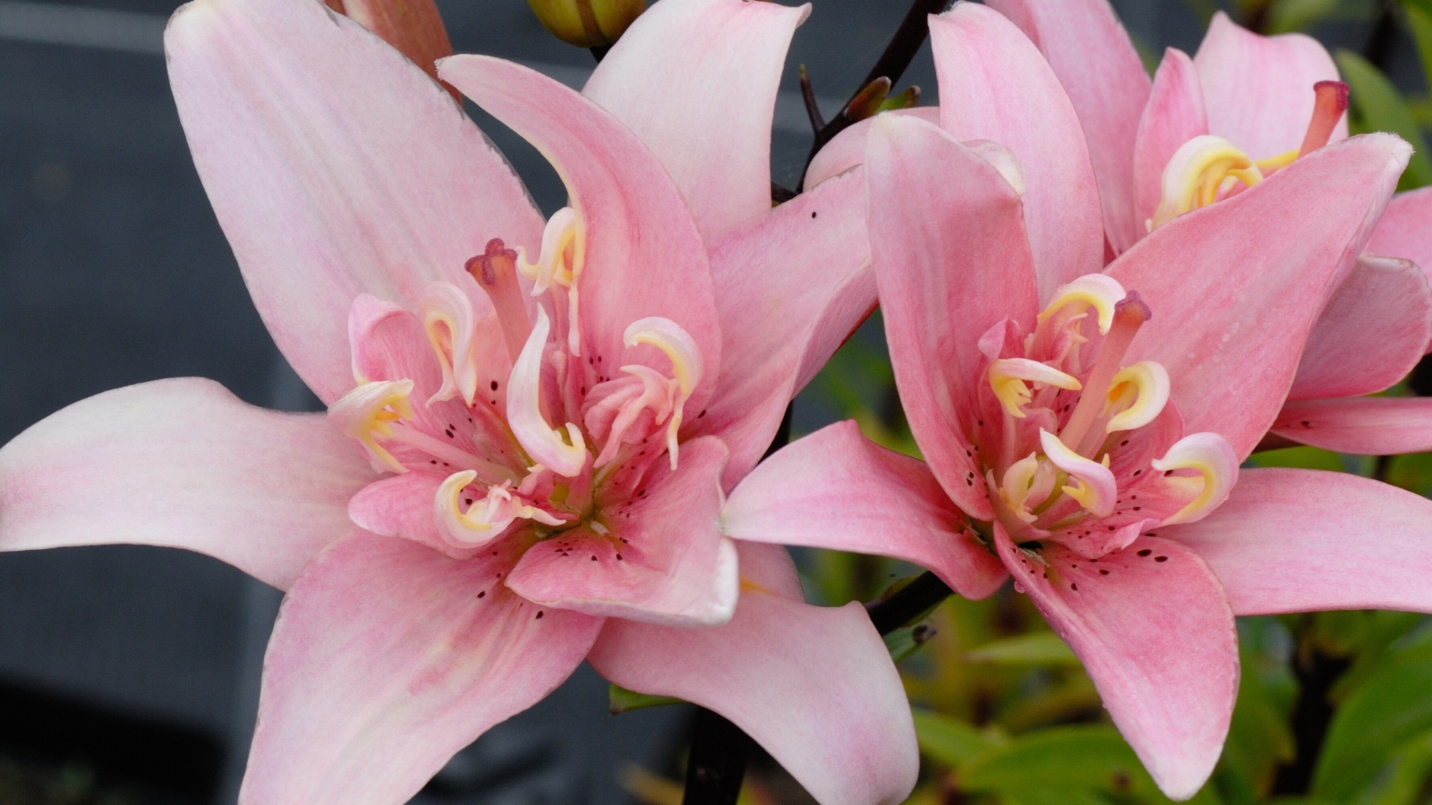 Large, upward-facing blooms feature striking, bright pink petals speckled with darker orange spots, complemented by strong, glossy green leaves.