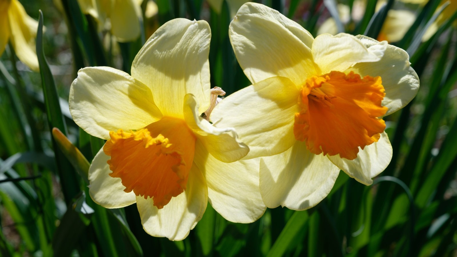 Bold yellow petals with a large, deep orange cup, supported by strong stems and wide, dark green leaves.
