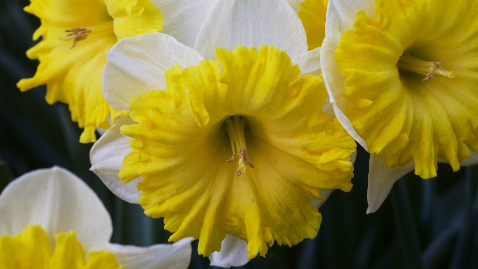 Large, round white petals with a large, bold yellow cup, supported by strong, upright stems and long, slender leaves.
