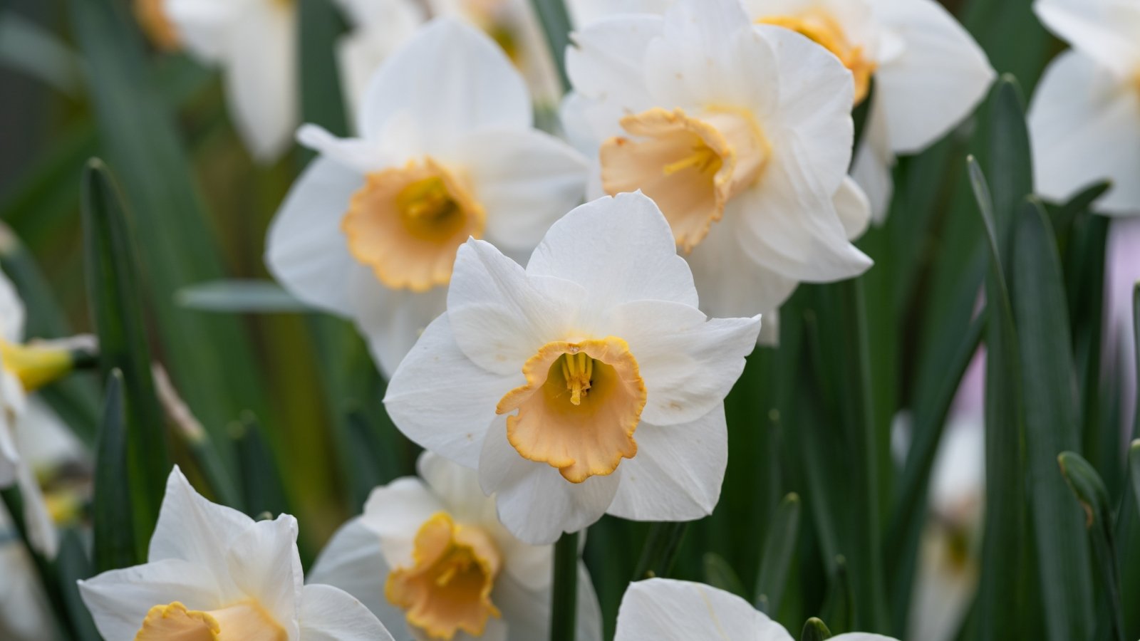 White petals with a soft orange cup, supported by tall stems and linear, dark green leaves.
