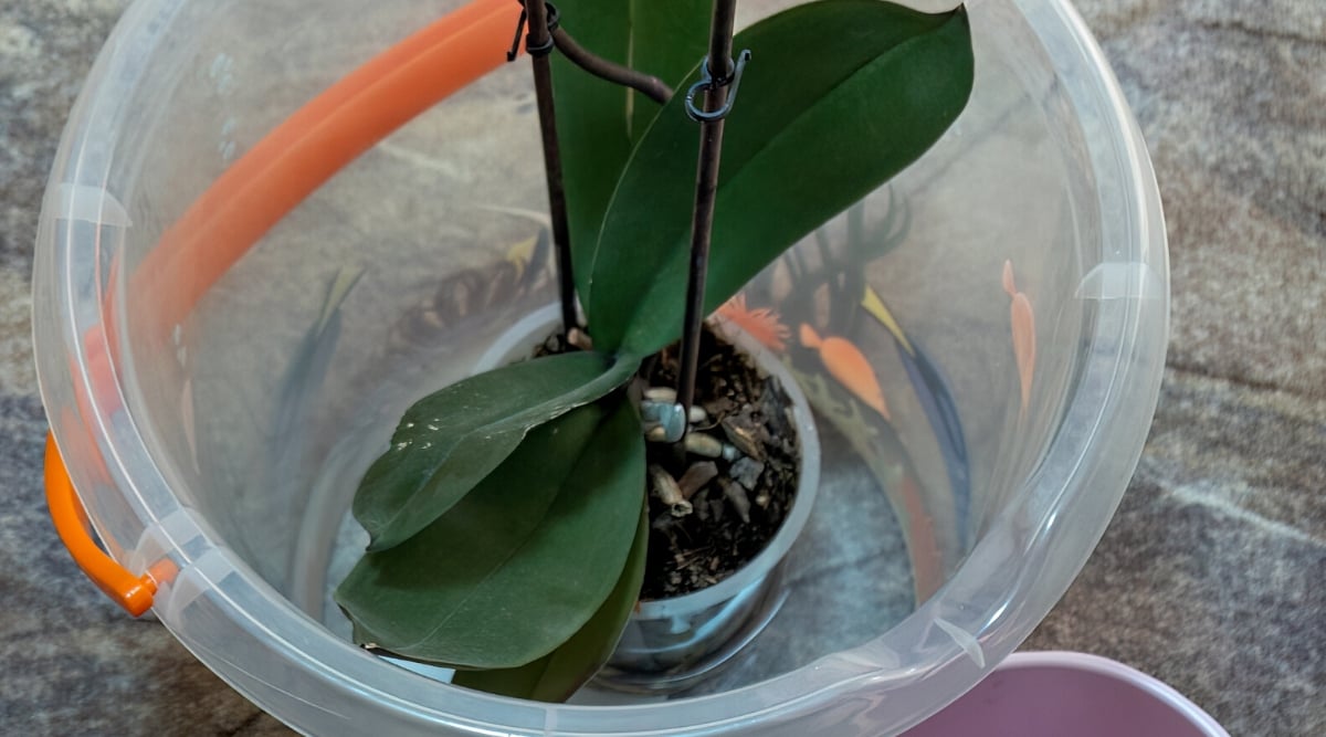 This close-up is an orchid in a small pot, which sits inside a clear plastic bucket filled with water. The water level reaches just below the rim of the pot, allowing the orchid's roots to soak up moisture without being fully submerged. A thin metal rod provides support for the orchid's flower stalk.