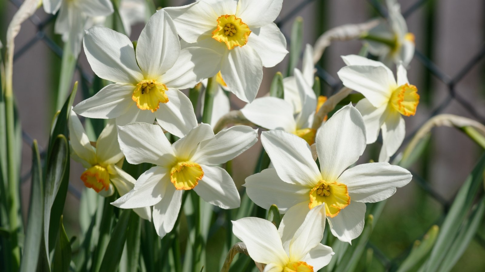 Clusters of delicate white blossoms with pale yellow centers, surrounded by slender green leaves reaching upwards from the base, creating a graceful and soft appearance in a dense group.