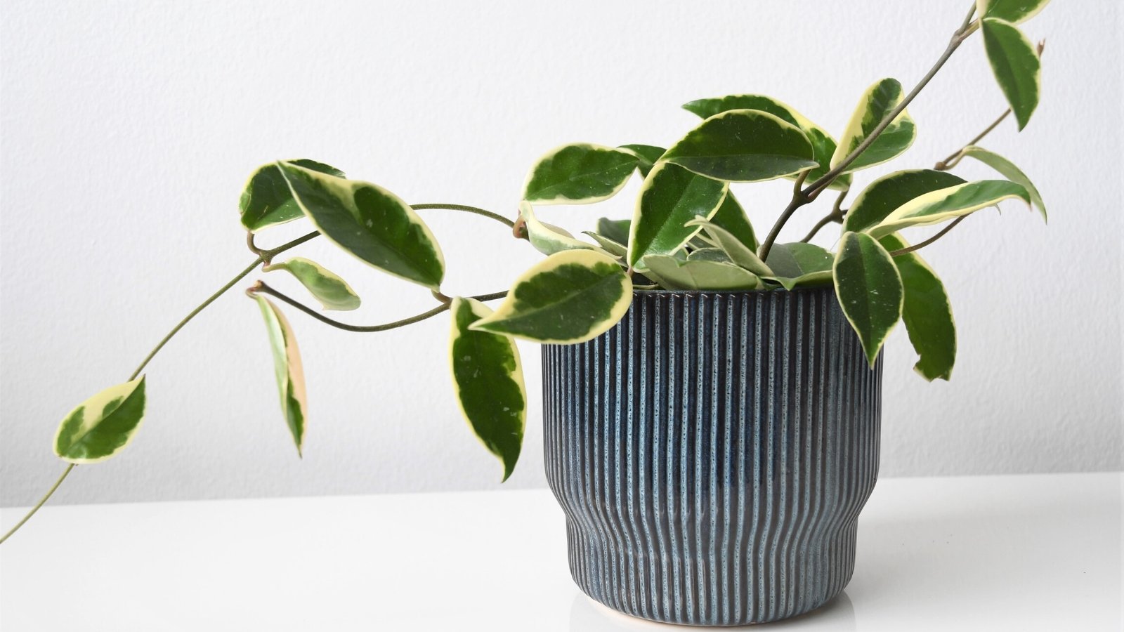 Close-up of a Hoya Krimson Queen in a decorative blue ribbed pot on a white table against a white wall. The Hoya Krimson Queen is a charming member of the wax plant family, showcases glossy, succulent-like leaves with creamy-white margins that gradually transitions into shades of pink and green, creating a captivating variegated pattern. Its elliptical leaves emerge from cascading stems, forming dense clusters that hang gracefully from container.