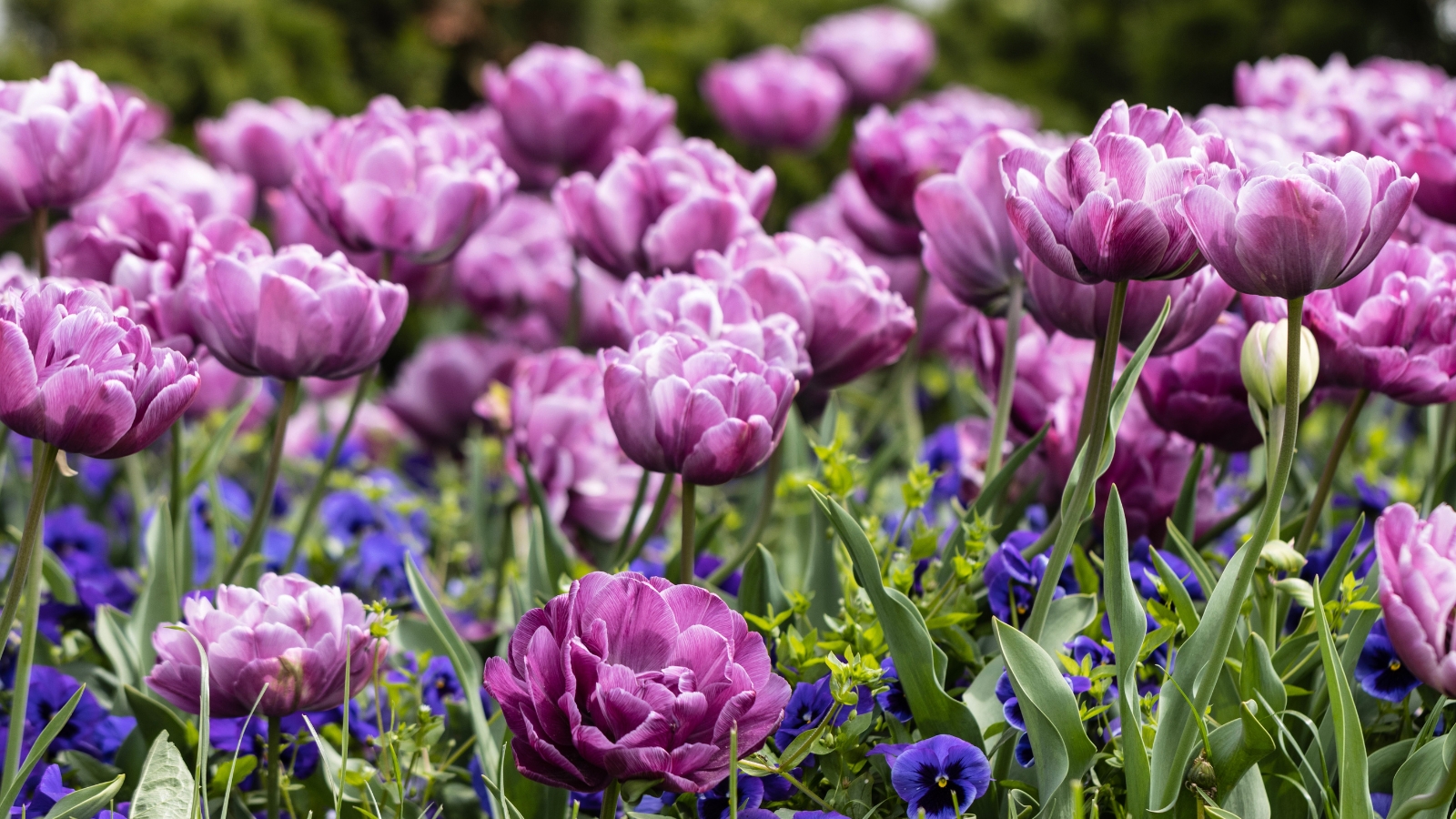 Striking blooms in shades of lilac to deep purple with frilled, textured petals catch the light, accompanied by slender green leaves that provide contrast and depth.