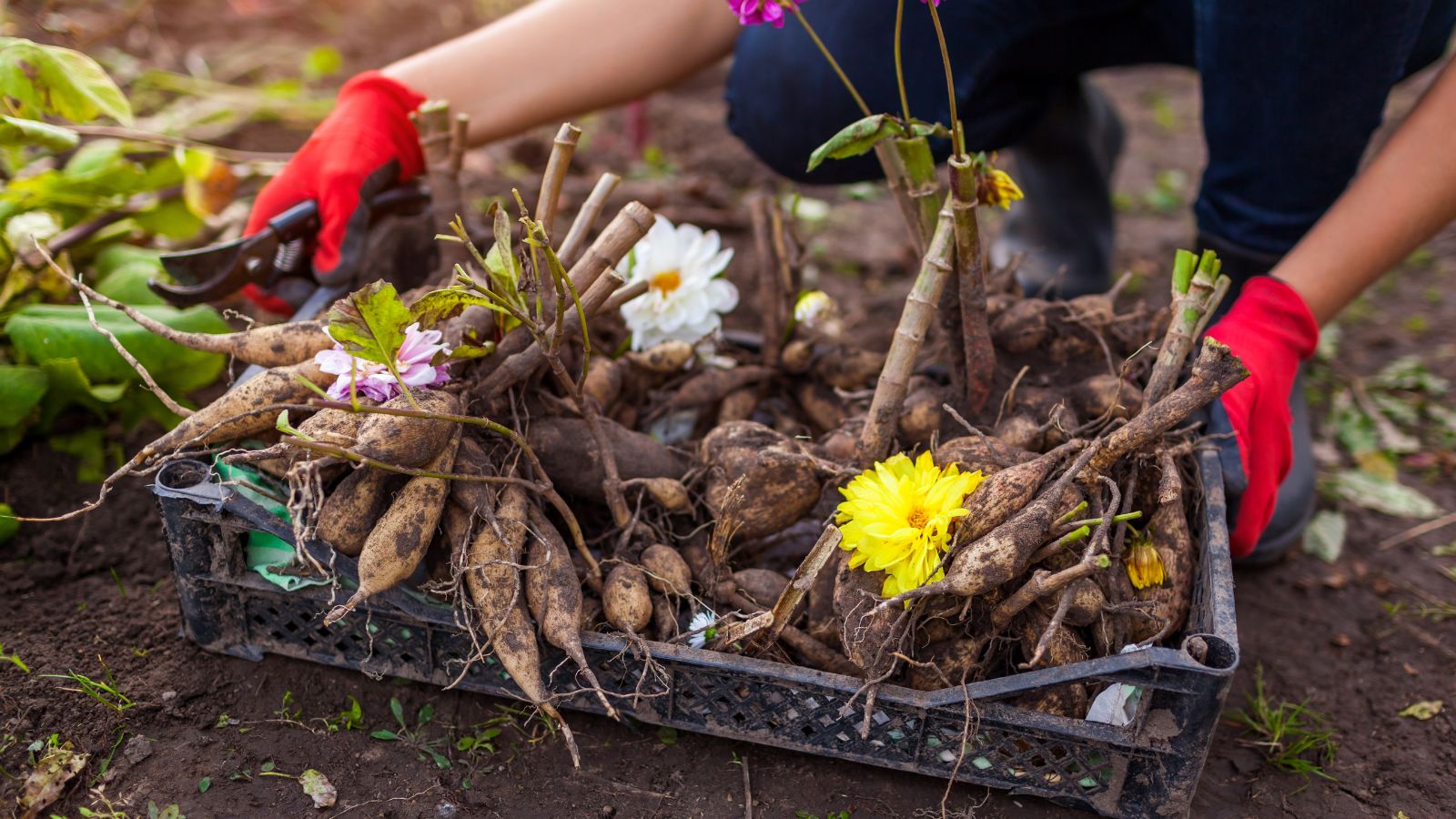 11 Tender Bulbs You Ought to Dig and Retailer in November