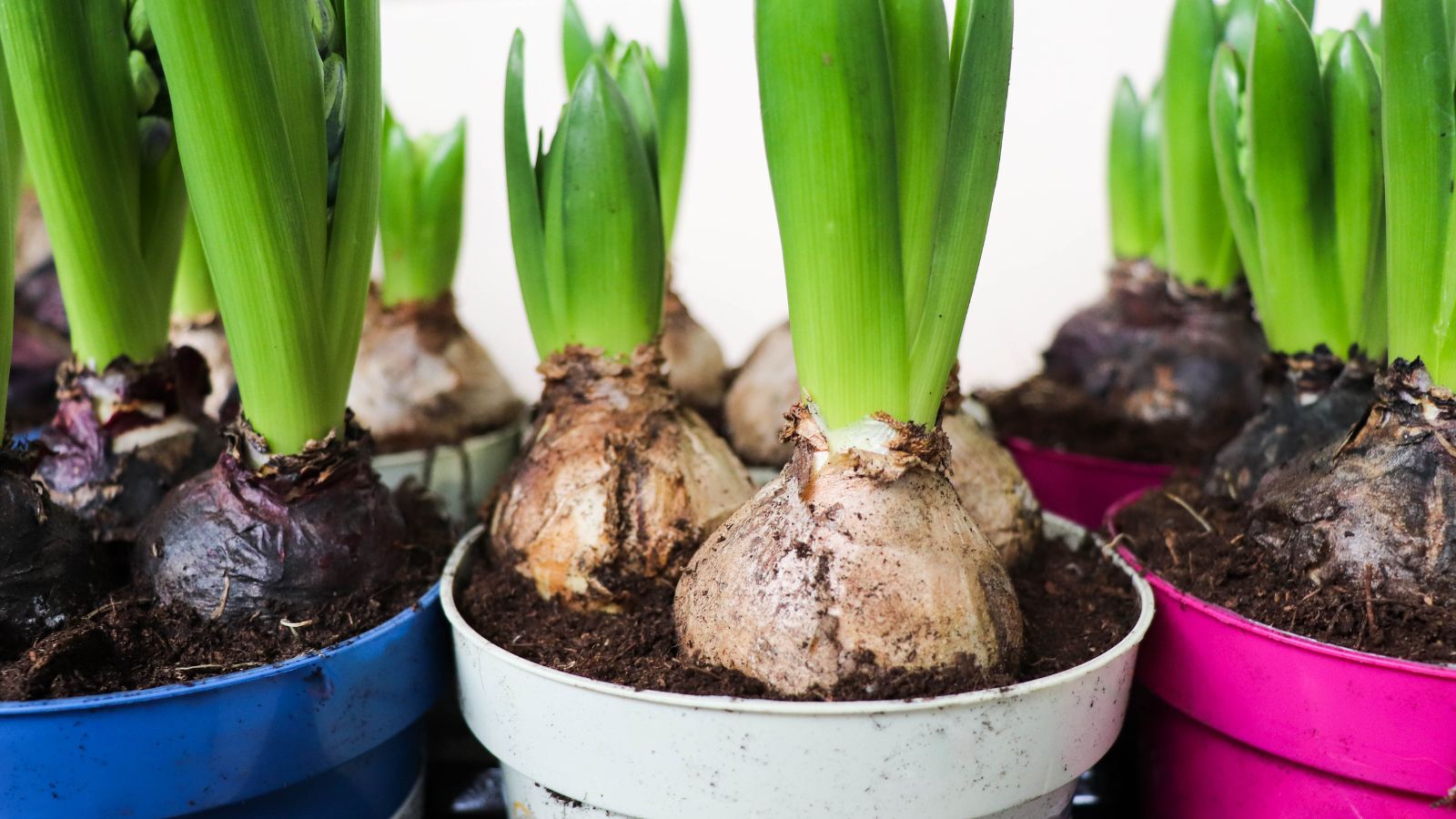 10 Bulb-Planting Errors to Keep away from this Fall