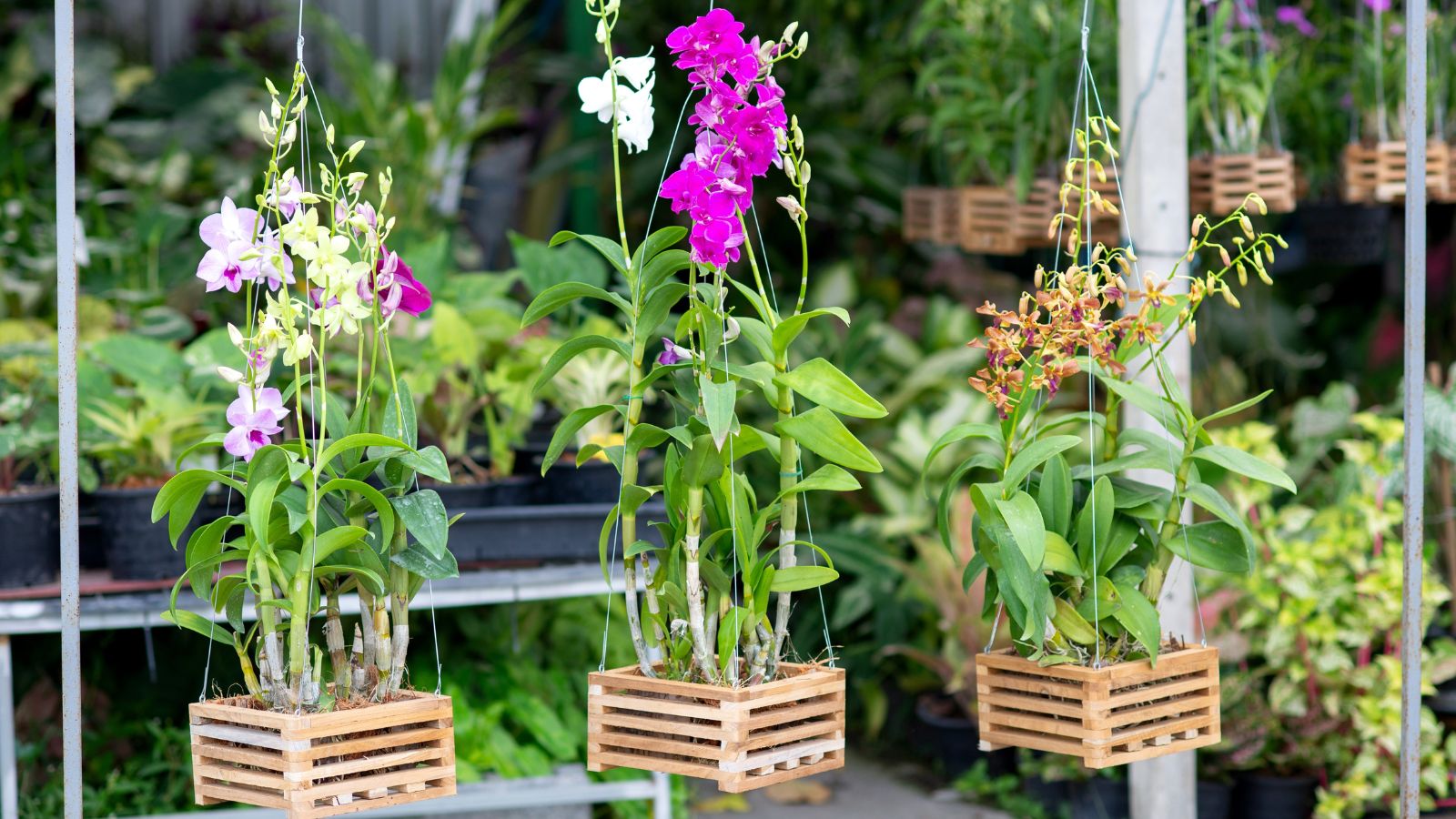 How Extended do Orchids Reside? 9 Options for Rising Orchid Lifespan