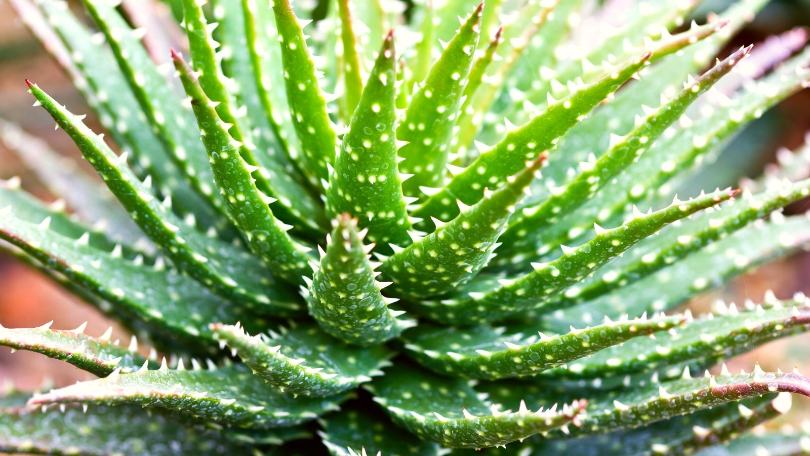 The most effective methods to Plant, Develop, and Handle Minnie Belle Aloe