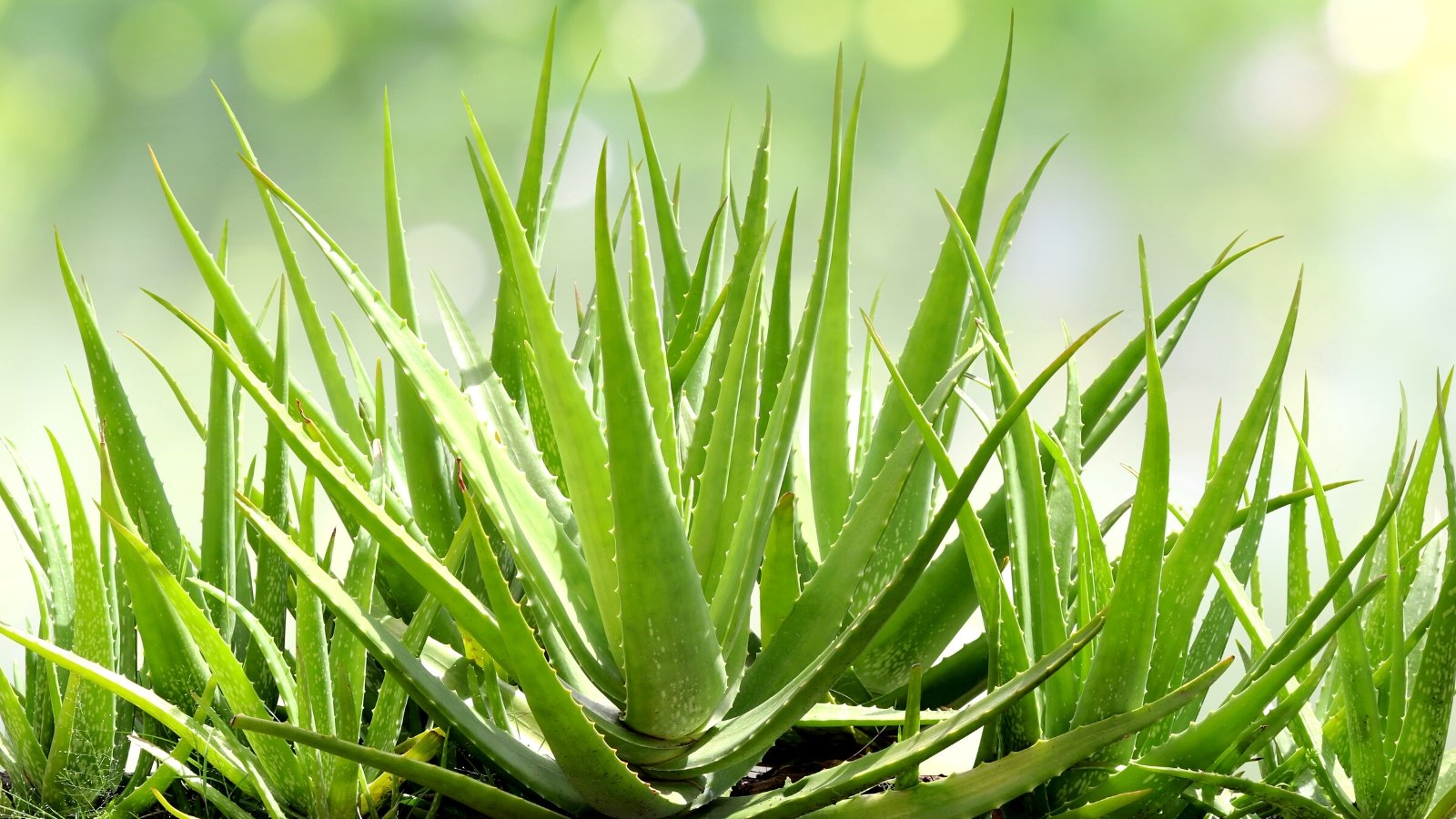 What Type of Soil do Aloe Vera Crops Want?