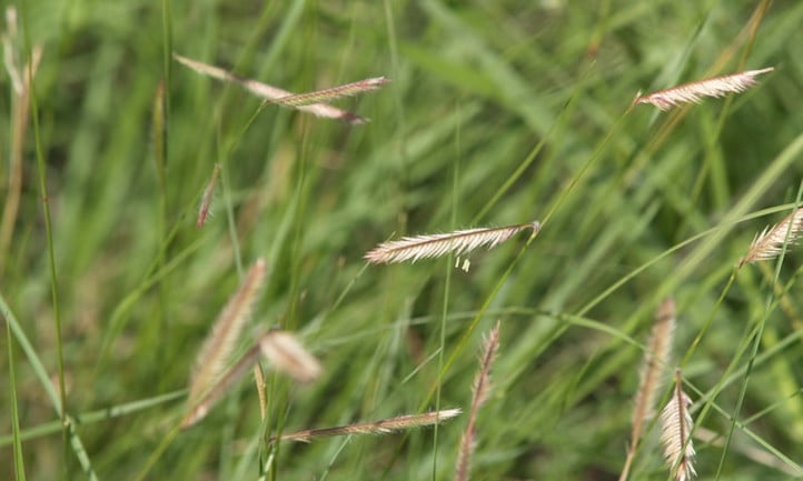 Blue Grama Grass: Drought-Tolerant Native Turf