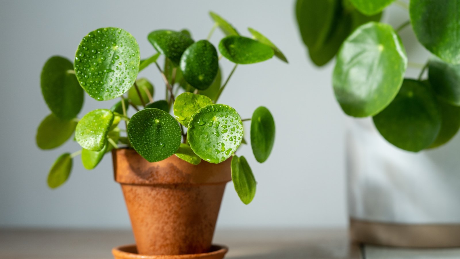 21 Forgiving Houseplants Which can be Simple to Hold Alive