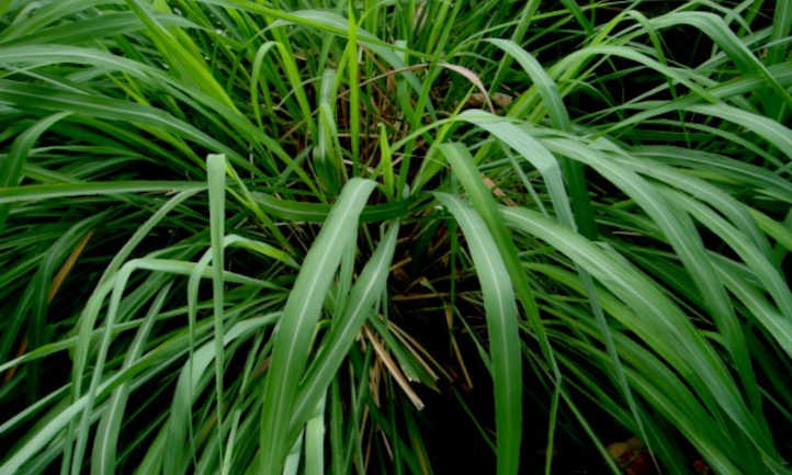 Citronella Plant Pointers: Aromatic Associates