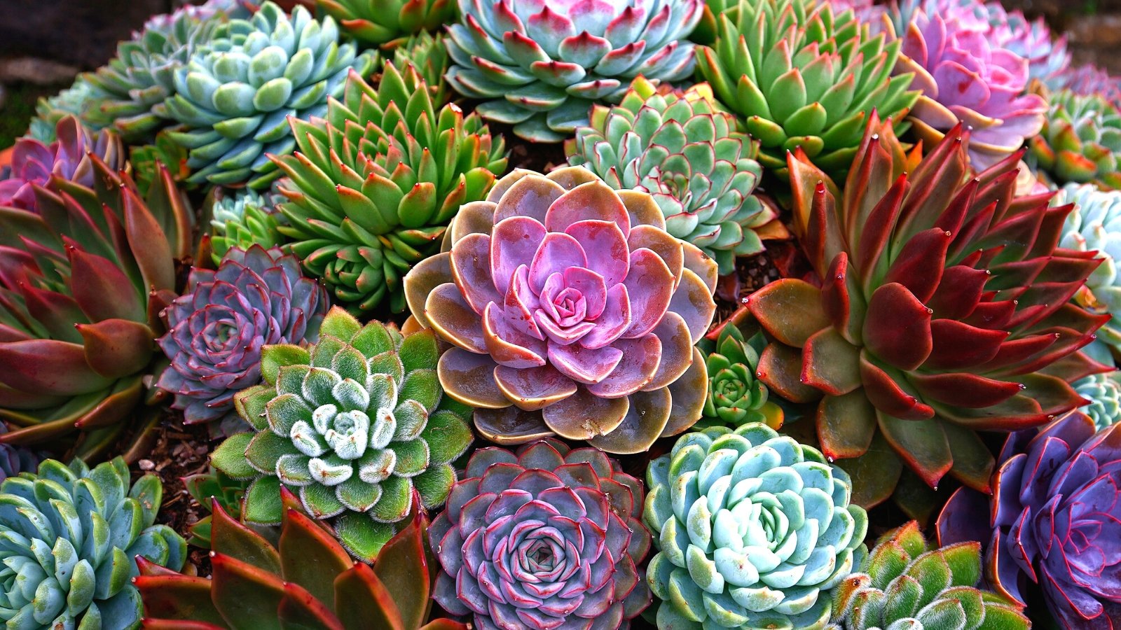 Which Succulents Are Protected for Pets? (And seven Vegetation to Keep away from)