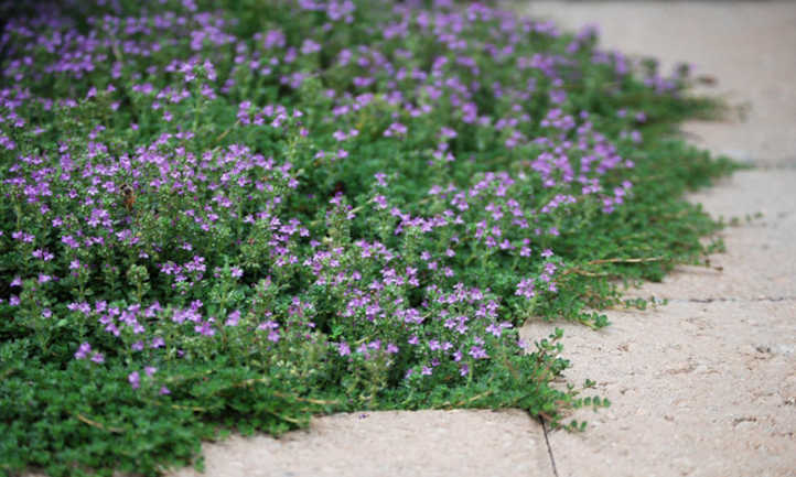 Creeping Thyme: Flowering Herb And Floor Cowl