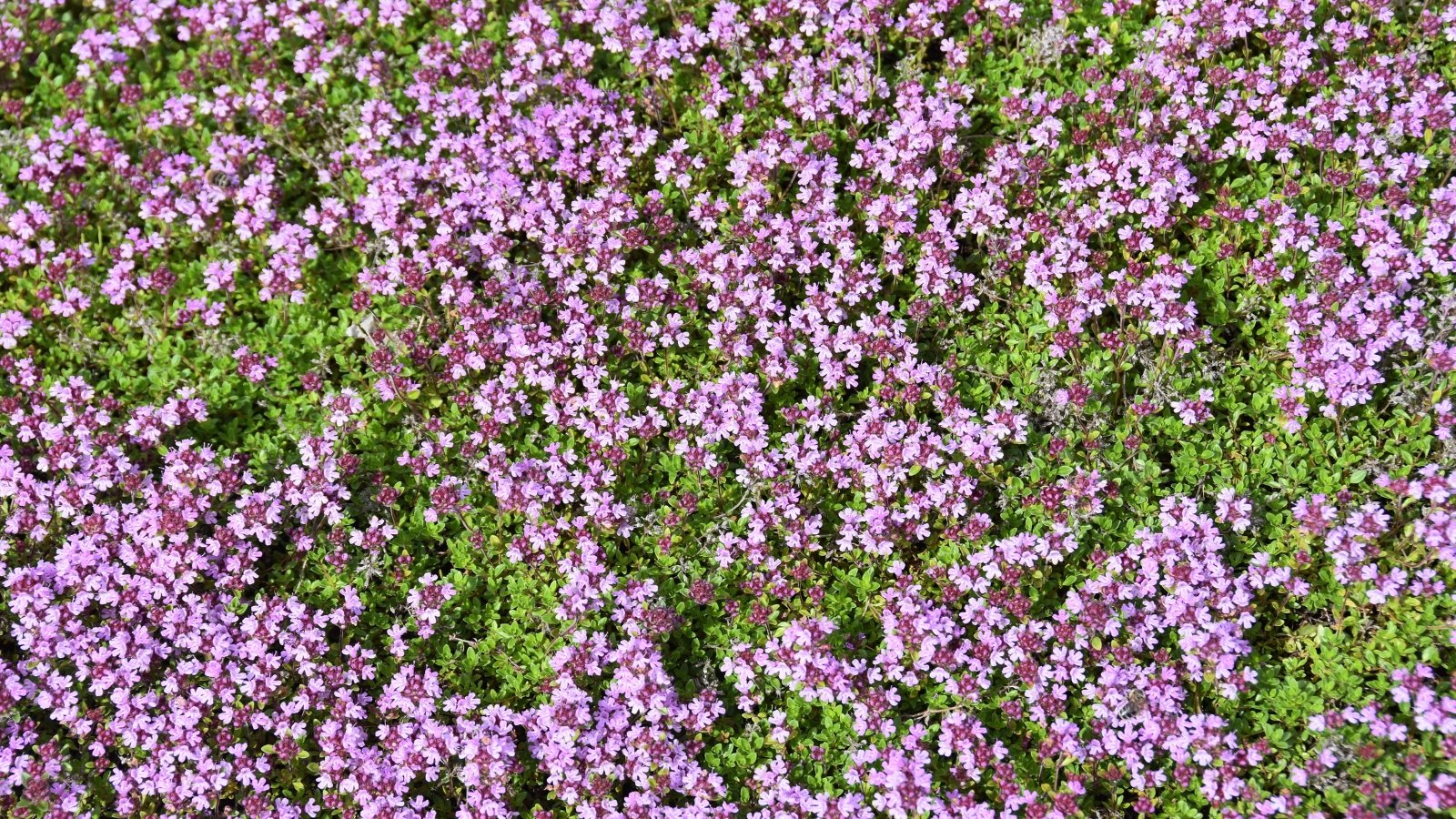 The right technique to Plant, Develop, and Maintain Creeping Thyme