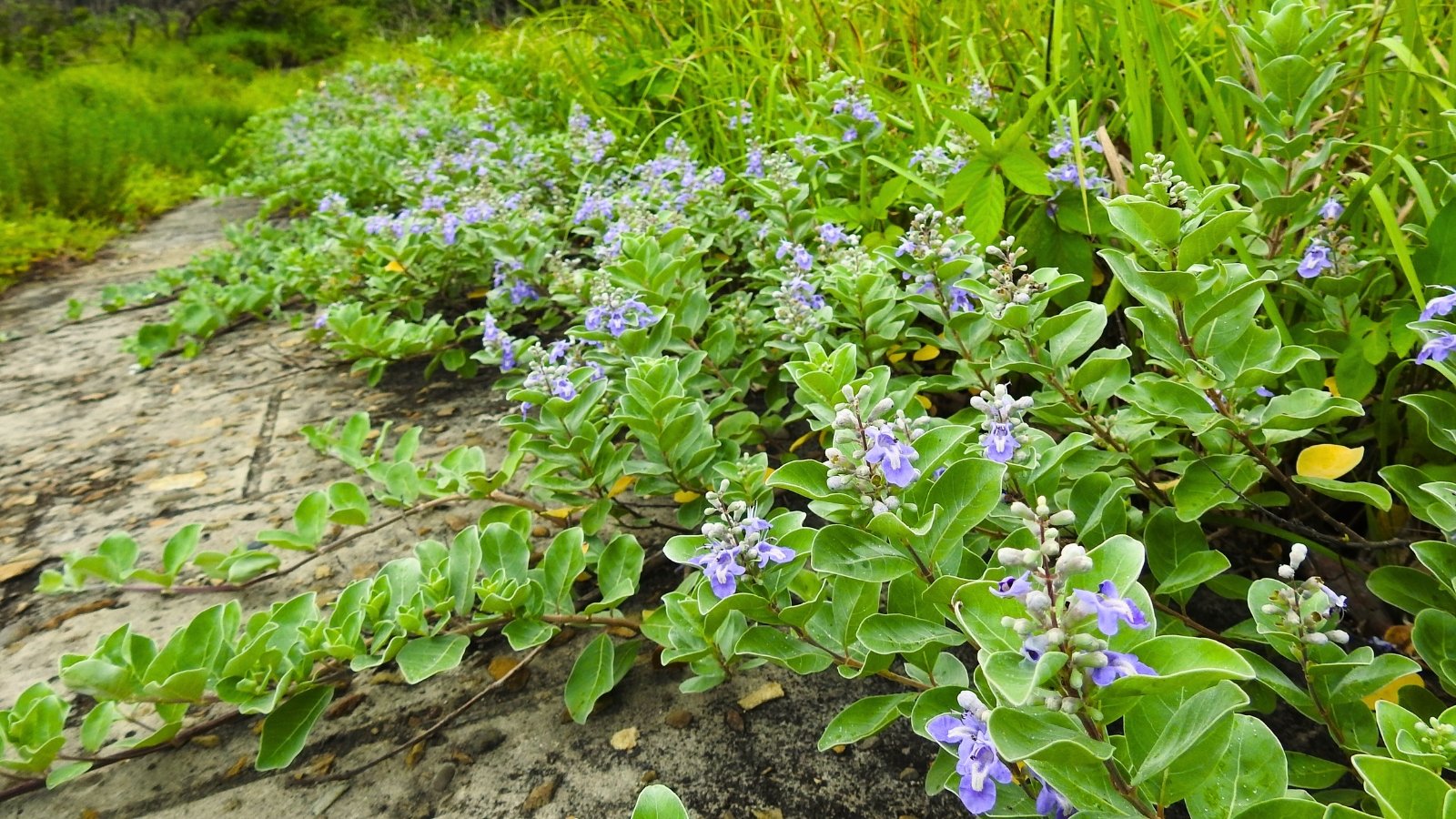 This plant displays leathery, silver-green leaves and clusters of small, fragrant, purple flowers that grow in dense, rounded clusters.